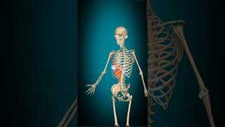 tena major macle Thornton lumbar camuscle biology bones spine doctor human anatomy [upl. by Tommy]