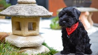 Black Miniature Schnauzer Puppy First Day Home  Winston [upl. by Rania]