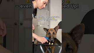 Training my dog to accept injection shorts cooperativecare dogtraining germanshepherd [upl. by Desta]