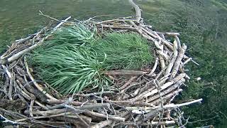 Glaslyn Ospreys Live Stream [upl. by Rosenblatt]