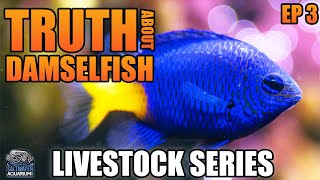 The Truth About DAMSELFISH  Livestock Series [upl. by Ahker]