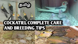 Cockatiel care and breeding tips in tamil [upl. by Taft]