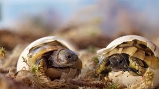 Schlüpfen Griechischer Landschildkröten  Greek tortoise hatching [upl. by Liag]