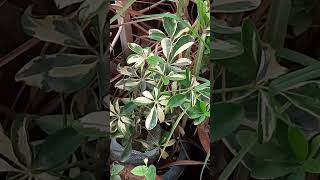 Schefflera Plant Common ProblemsLeaffallingYellowingRootrotplantproblemsgardeningytshorts [upl. by Wing98]