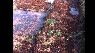 I Seaweed Culture in New England Part 1 of 6 Introduction [upl. by Piegari]