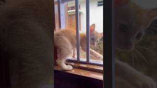 Cutest little 🐱😳cats cuteanimals short tranding viralshorts [upl. by Willi]