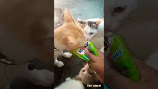 kasih makanan basah kitekat  kucing suka sekali [upl. by Ahsiekim989]