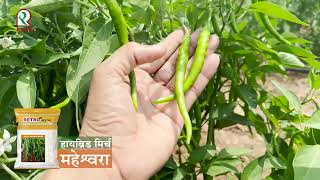 Maheswara l Hy Chilli l हामिर्च l 9825350245 [upl. by Ataynek225]