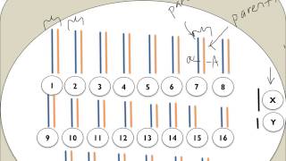 Chromatin Chromosomes and Chromatids Oh My [upl. by Nitsug]