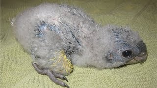 4 wk old Baby Meyers Parrot [upl. by Det]