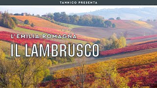 Il Lambrusco l’anima dellEmilia  Tannico Flying School [upl. by Pirnot]