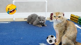 Three Cats Playing Football 😅  Funny Animal Videos 2023 😇  Funniest Cats 2023 😺 [upl. by Ikkela729]