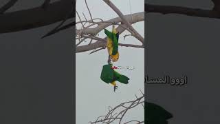 لحظة الادراك 😂  دبلجةمضحكة ضحك اكسبلور السعودية mykingo كوميديا دوبلاج ببغاء funny [upl. by Nuncia260]