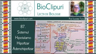 87 Sistemul HipotalamoHipofizarAdenohipofizar Barrons [upl. by Yk]