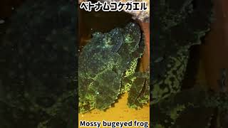 ベトナムコケガエル包接中🐸 [upl. by Auhs708]