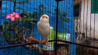 Spanish timbrado canary singing The best canary sounds [upl. by Einobe]