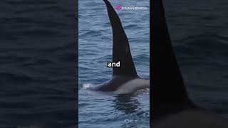 Orca vs Great White Shark Who Wins wildlife orca sharks [upl. by Nawek]