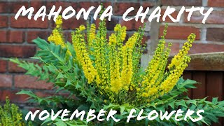 Mahonia X Media Charity plant November flowers evergreen shrub Autumn Winter garden [upl. by Yelsa]