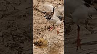 Turnstone washing in left over harbour water [upl. by Einama]