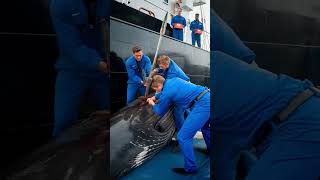 Heroes of the sea save critically injured humpback whale from death [upl. by Nnewg681]