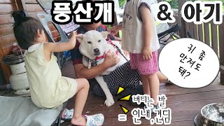 풍산개 amp 어린아이를 대하는 법  온가족과 대형견 둘의 캠핑카 여행 How to treat Pungsan dogs amp children [upl. by Tolley148]