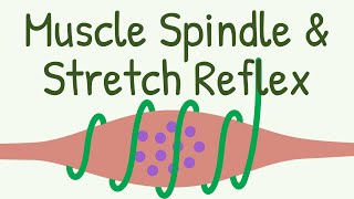 Muscle Spindle amp Stretch Reflex  Knee Jerk Reflex [upl. by Dwaine]