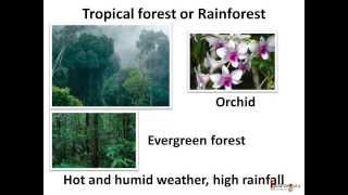 Science  What are different forest habitats and how animals adapt to them English [upl. by Oniliuqnart]