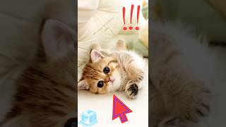 Cute citty💝😻 cat kittan cute shorts viralvideo catlover anime [upl. by Morrell]