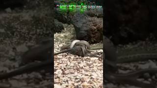 Iguana vs Snakes  Planet Earth II  BBC Earth [upl. by Orsino]