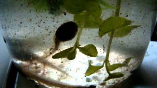 Tadpoles in a jar [upl. by Willem289]