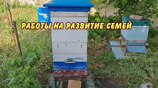 пчеловодство работы на развитие семей июнь [upl. by Dominic]