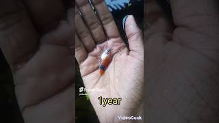 Life of a platy🐠Like and subscribe fish fishkeeping fishkeeper pondfishing pondfish subscribe [upl. by Nickola]