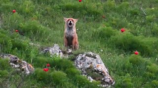 How a fox screams [upl. by Osugi724]