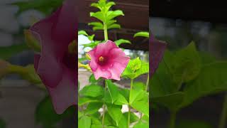 Allamanda pink flower allamandaflower allamanda allamandaplant summerfloweringplant [upl. by Hamachi]