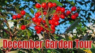 December 2023 Backyard Garden Tour  Cooler Weather  Zone 9b Texas Gulf Coast [upl. by Secilu]