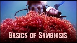 Symbiosis Mutualism Commensalism and Parasitism [upl. by Oyek]