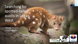 Searching for spottedtailed quolls in Logan West [upl. by Emyaj527]