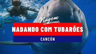 Nadando com TUBARÕES Isla Mujeres  O que fazer em Cancun México 🇲🇽 [upl. by Akinar]