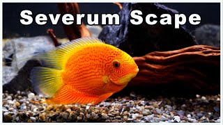 Severum Fish Tank Aquascape A Scape Without Plants [upl. by Julia]