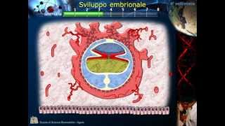 Embriologia  Lezione 2 Morula Blastula Impianto Gastrula e ripiegamento [upl. by Veal]