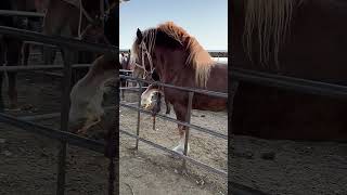 Stallion horses subscribe animals stallion viralvideo [upl. by Resor]