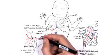 Foetal Fetal Circulation  Before and At Birth  Cardiac Physiology  Embryology [upl. by Notlrahc]