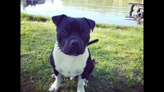 Staffordshire bull terrier Beautiful dog [upl. by Severin360]