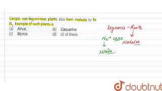 Certain nonleguminous plants also form nodules to fix N2 Example of such plants is [upl. by Gratia]