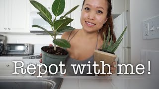 REPOTTING PLANTS  FIDDLE LEAF FIG FICUS AUDREY amp MORE [upl. by Mighell34]