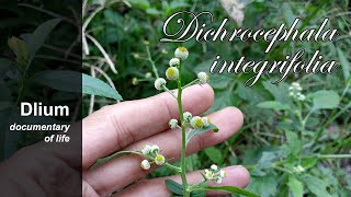 Auriculate dichrocephala Dichrocephala integrifolia [upl. by Orecic]