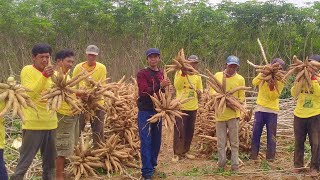 Tanam Singkong Panen 50 Ton per Hektar [upl. by Ifill442]