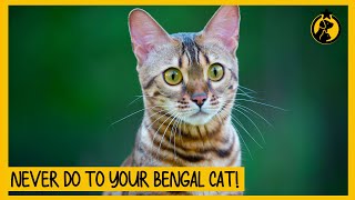 10 Things You Must Never Do to Your Bengal Cat [upl. by Annawot]