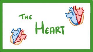 GCSE Biology  The Heart 23 [upl. by Oicirbaf742]