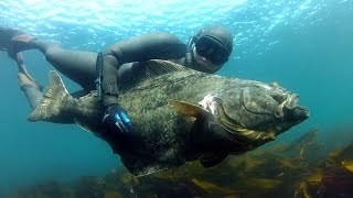 Spearfishing Halibut in Norway [upl. by Ilrac102]